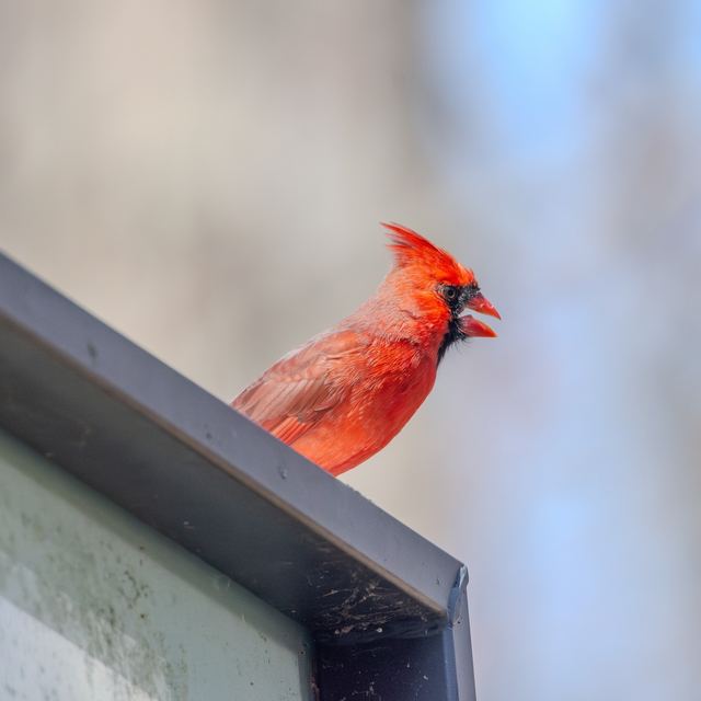 Northern Cardinal