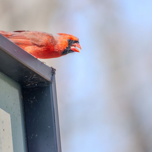 Northern Cardinal