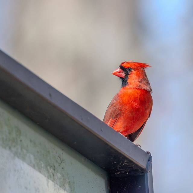 Northern Cardinal