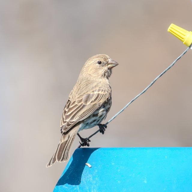 House Finch