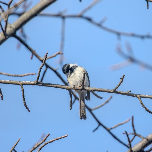 Black-capped Chickadee