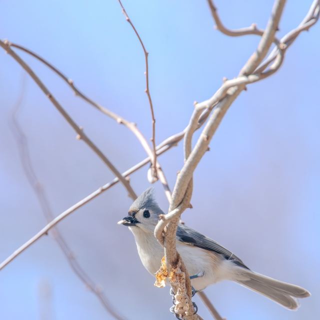 Tufted Titmouse