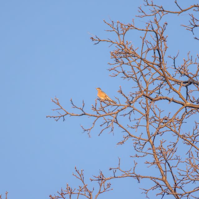 American Robin
