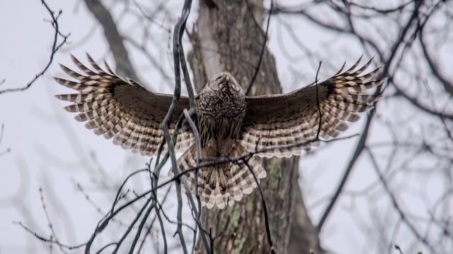 Barred Owl