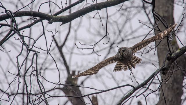 Barred Owl