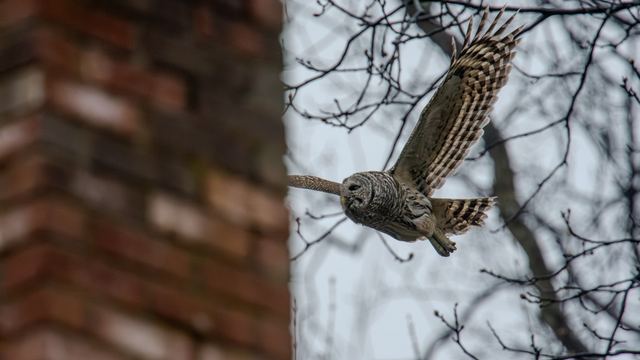 Barred Owl