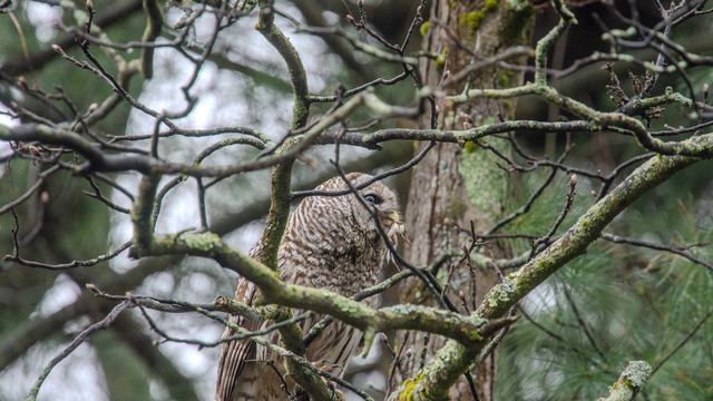 Barred Owl