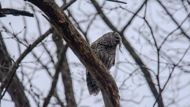 Barred Owl