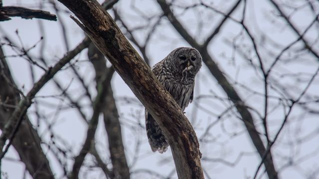 Barred Owl