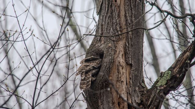 Barred Owl