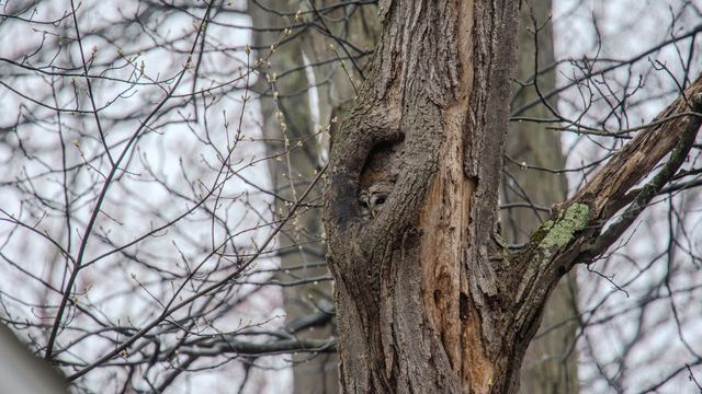 Barred Owl