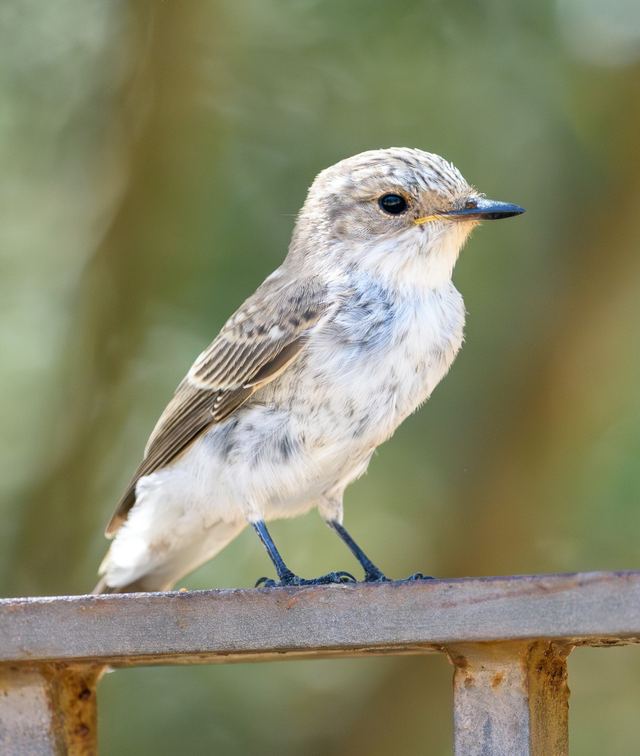 Spotted Flycatcher