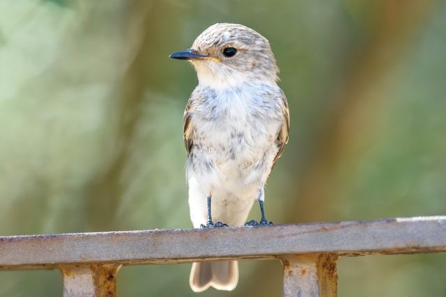Spotted Flycatcher