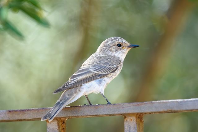 Spotted Flycatcher
