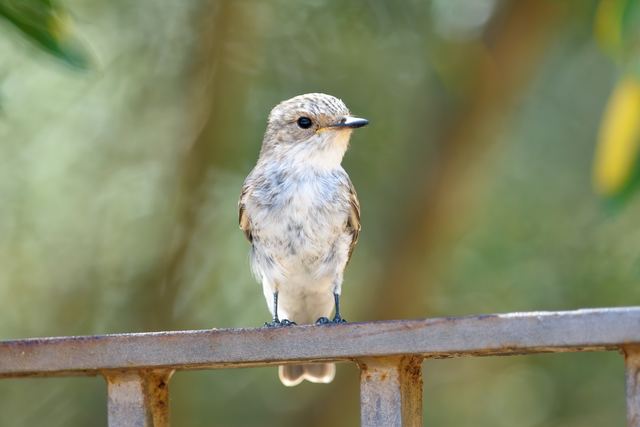 Sardinian Warbler