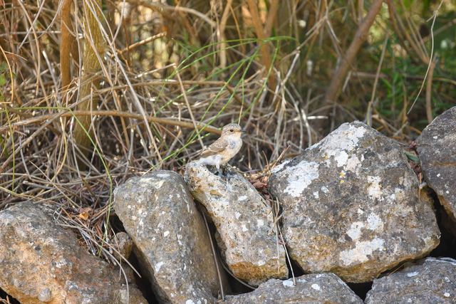 Sardinian Warbler