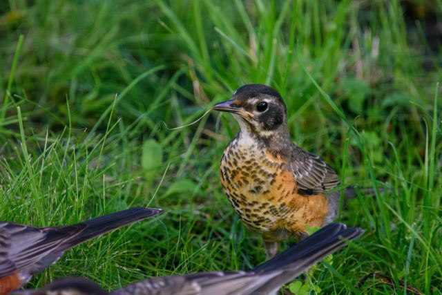 American Robin
