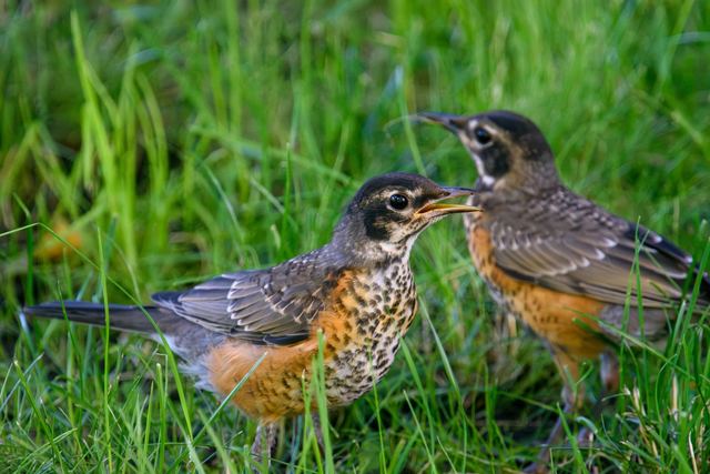 American Robin