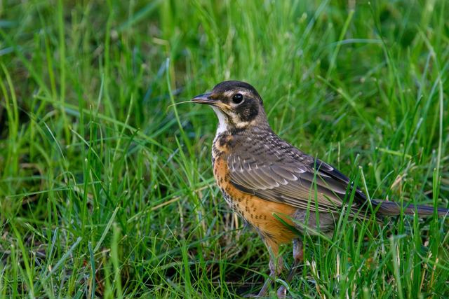 American Robin