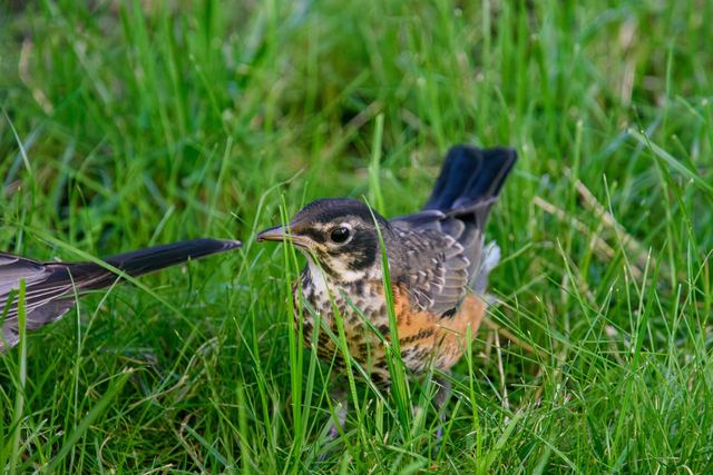 American Robin