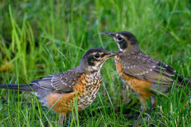 American Robin