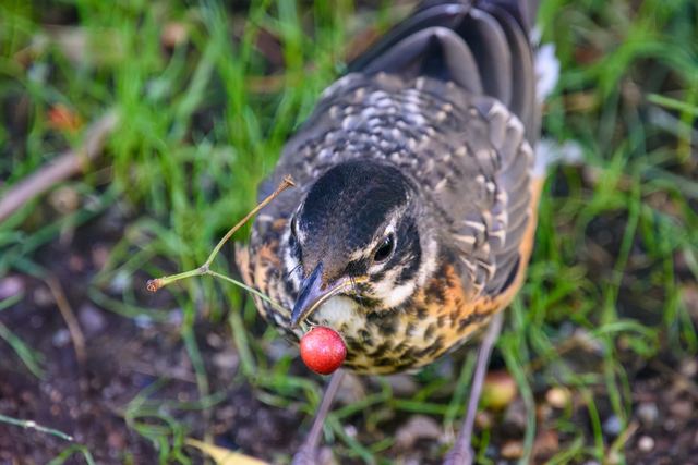 American Robin