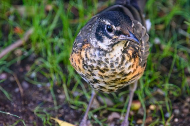 American Robin