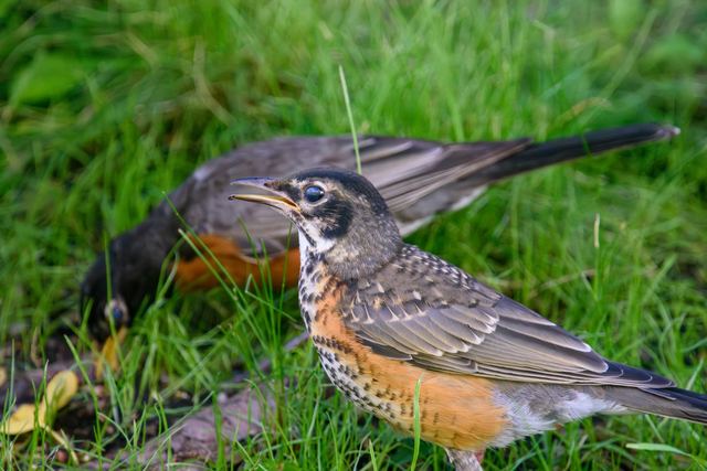 American Robin