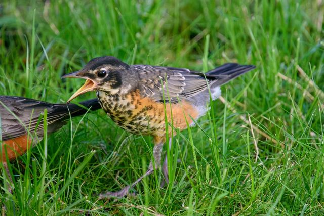 American Robin