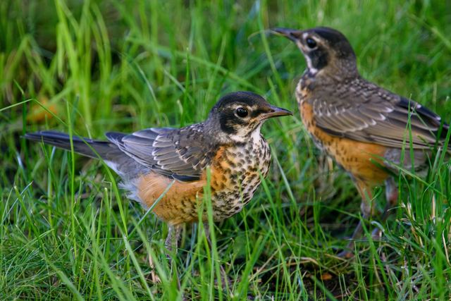 American Robin