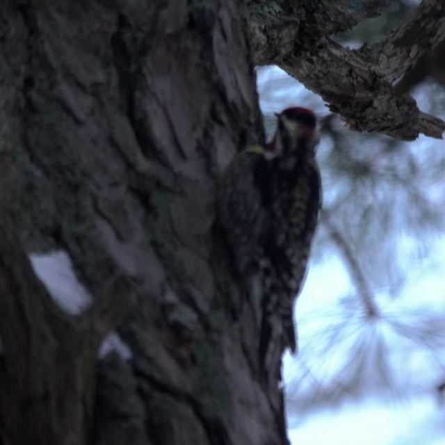 Yellow-bellied Sapsucker