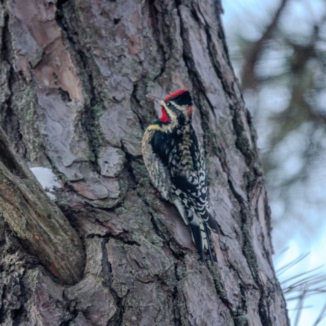 Yellow-bellied Sapsucker
