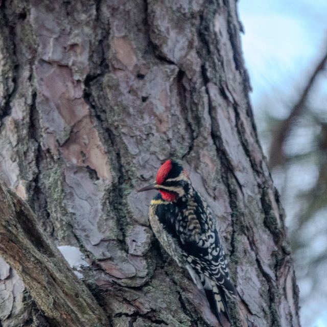 Yellow-bellied Sapsucker