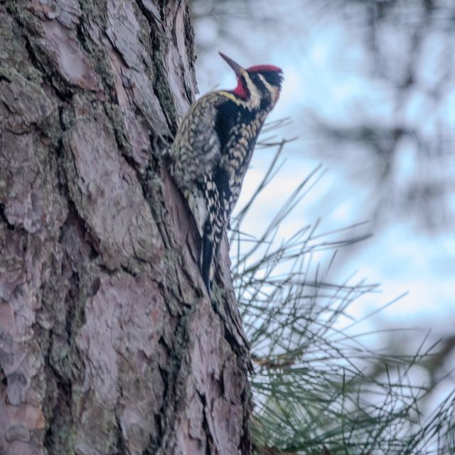 Yellow-bellied Sapsucker