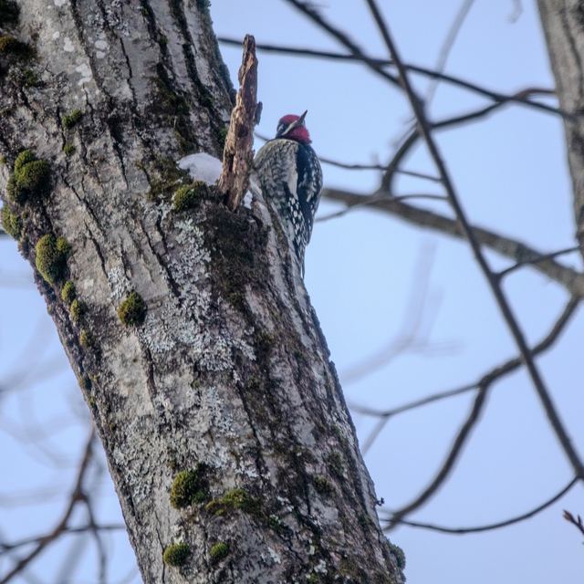 Yellow-bellied Sapsucker