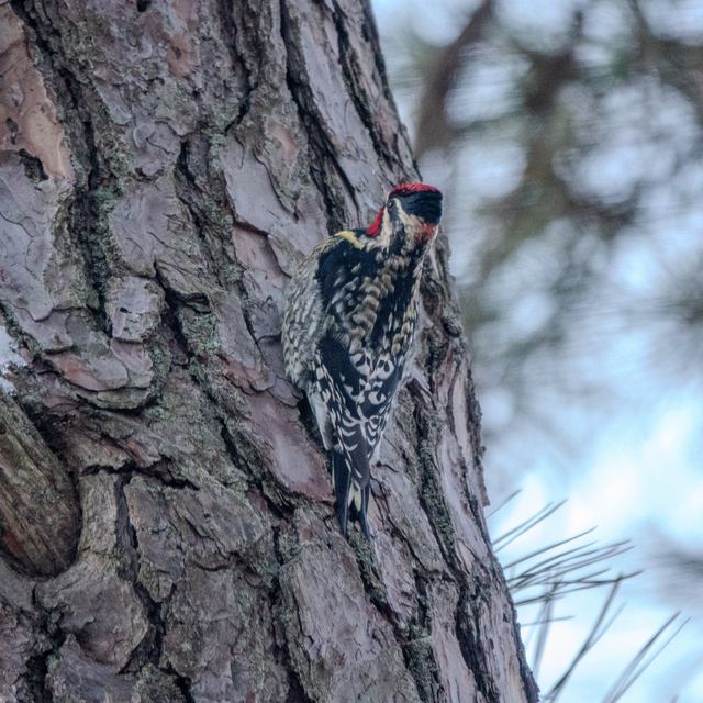Yellow-bellied Sapsucker