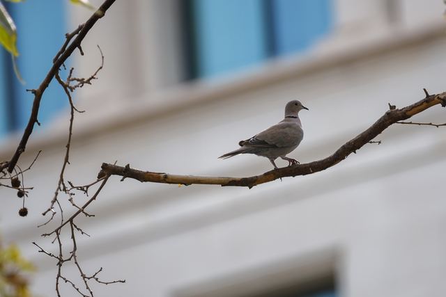 Eurasian Collared-Dove