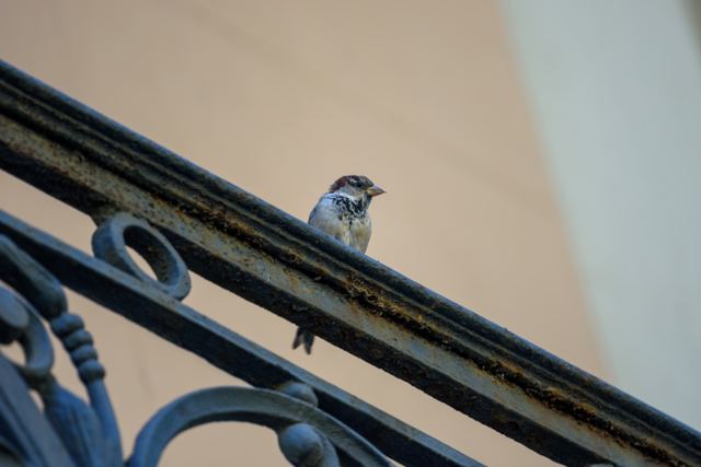 House Sparrow