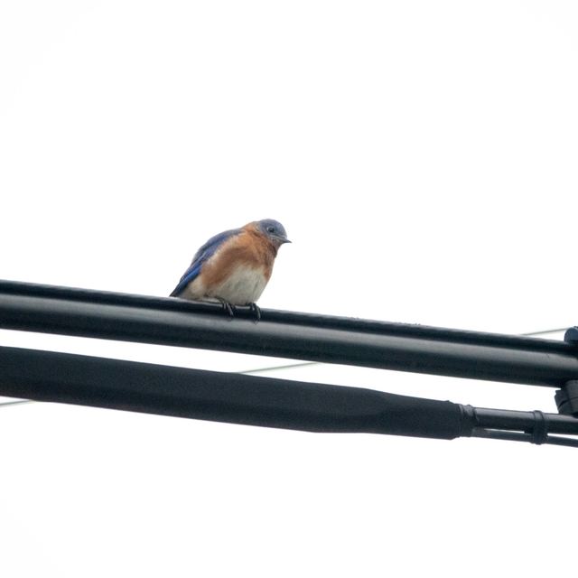 Eastern Bluebird