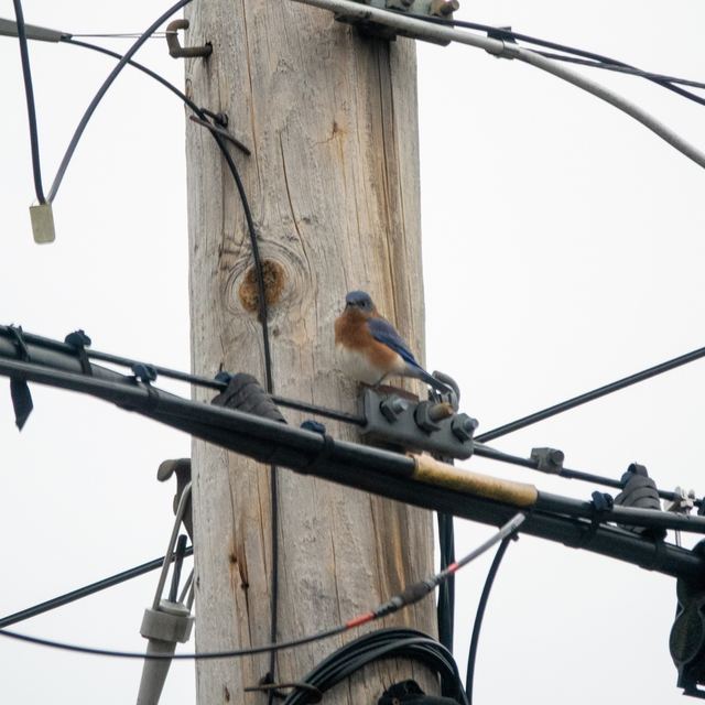 Eastern Bluebird