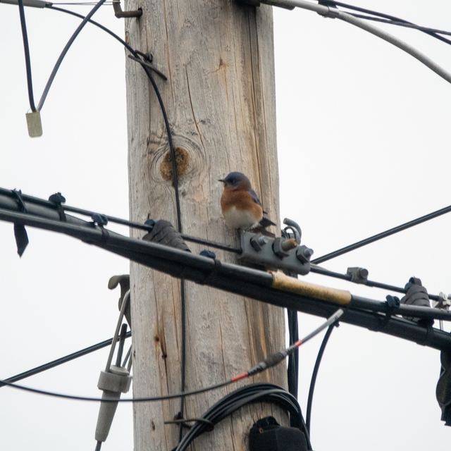 Eastern Bluebird