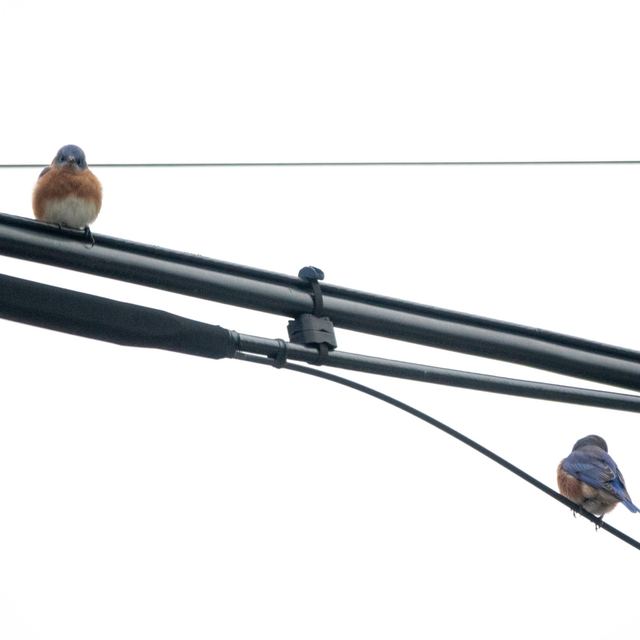 Eastern Bluebird