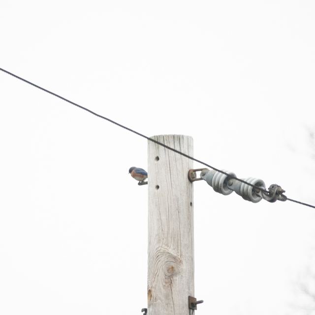 Eastern Bluebird