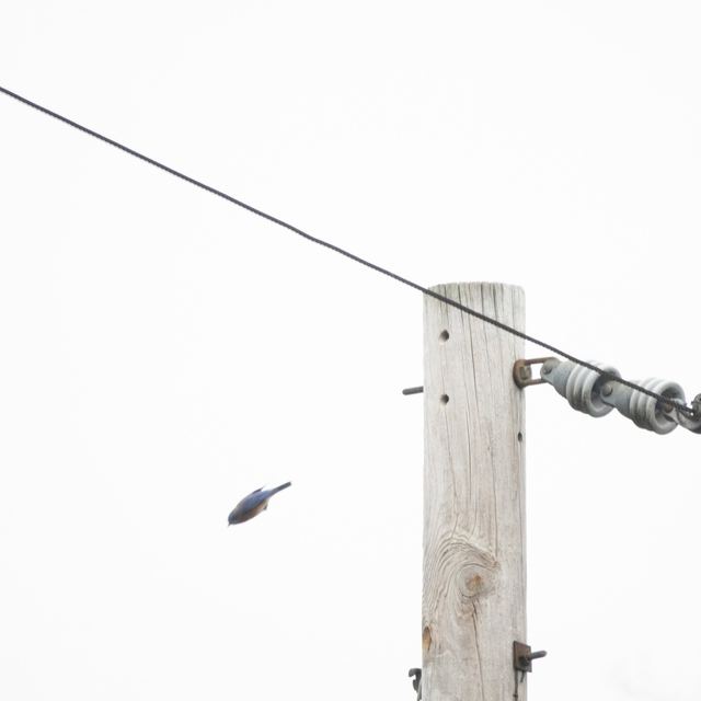Eastern Bluebird