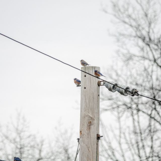 Eastern Bluebird