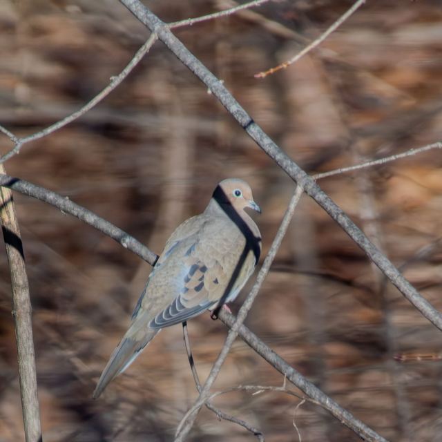 Mourning Dove
