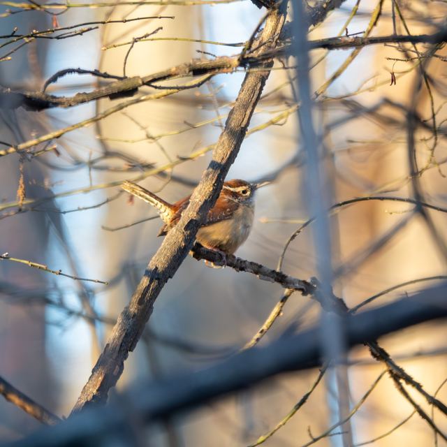 Carolina Wren