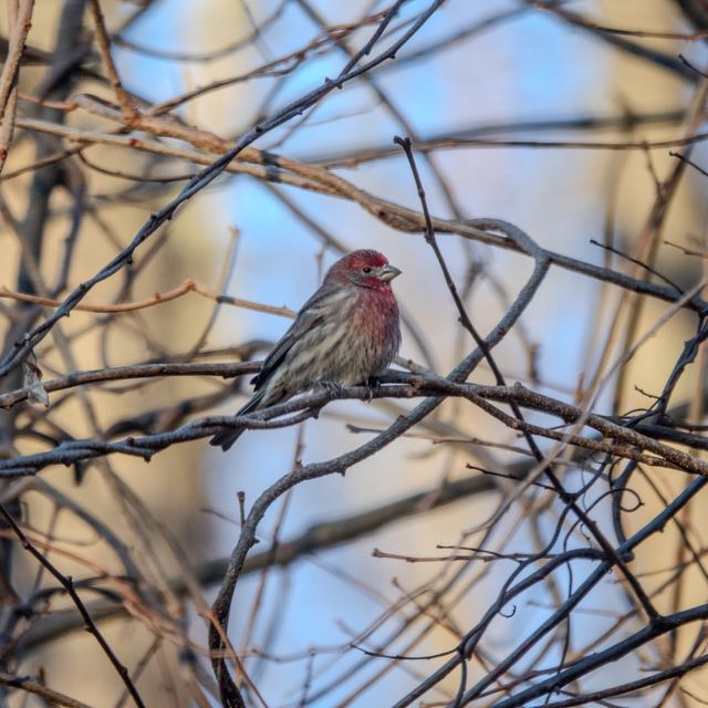 House Finch