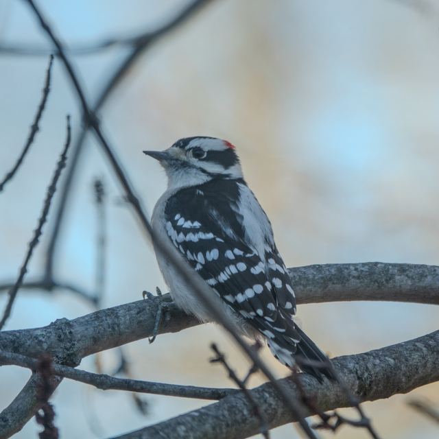 Downy Woodpecker