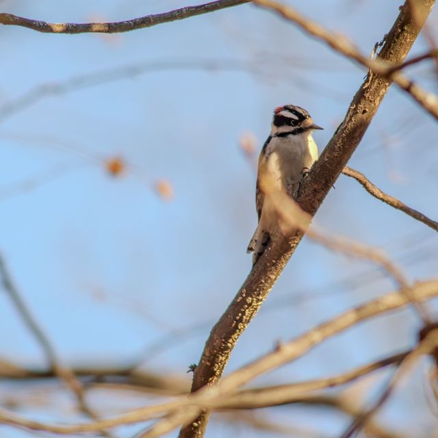 Downy Woodpecker